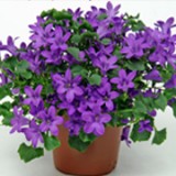 Campanula - metode de ingrijire